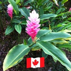 Meet your Posher, Bev